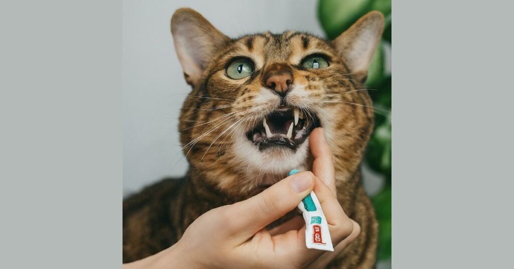 A close-up photo of a relaxed cat having its teeth gently brushed by a human using a finger brush and cat toothpaste.