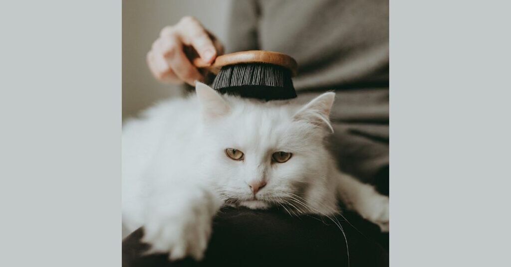 Person gently brushing a relaxed white cat cuddled in their lap.