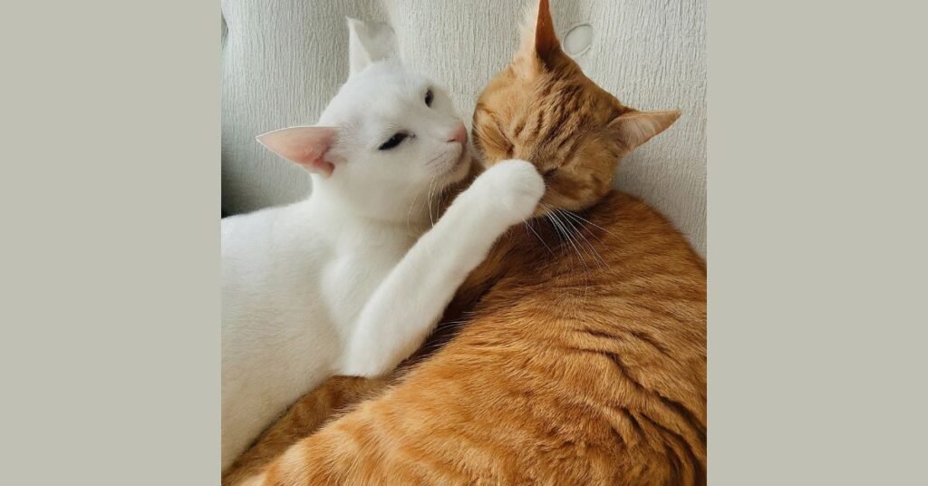 Two cats, one fluffy white and one fluffy orange, curled up together on a white couch. The white cat is grooming the orange cat's head with its tongue.