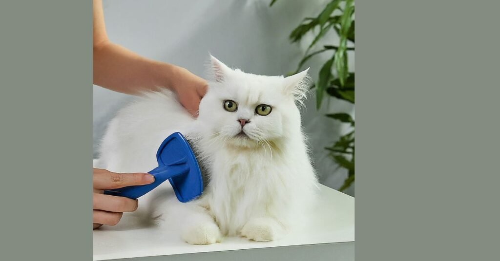 A relaxed longhaired white cat being brushed by a person using a blue grooming brush.