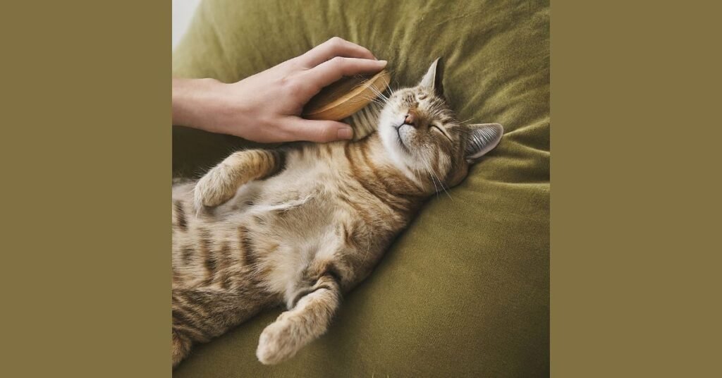 A relaxed cat enjoys a gentle grooming session with a brush.