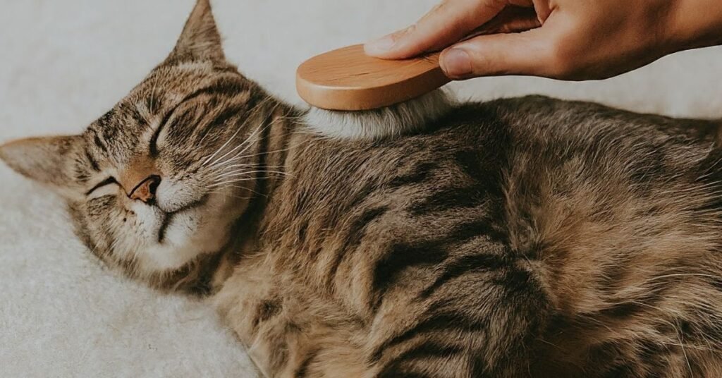 Relaxed cat lying on back enjoying gentle brushing from human, promoting relaxation and reducing cat stress and anxiety.