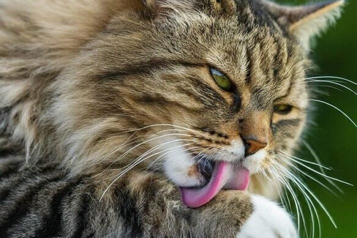 Understanding Cat Behavior Why Do Cats Lick Their Paws